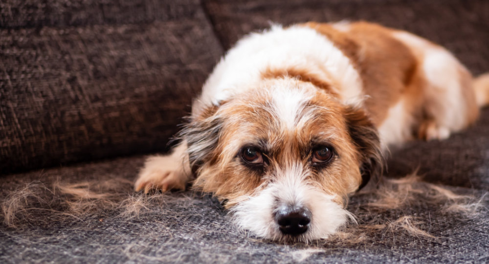How To Remove Pet Hair