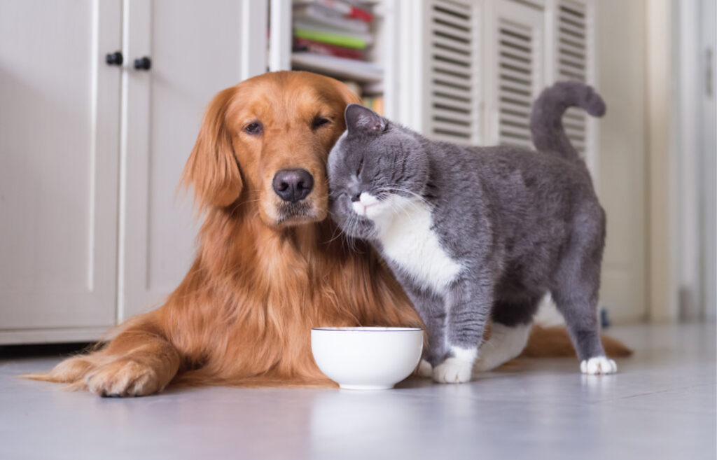 Pet Hair Removal
