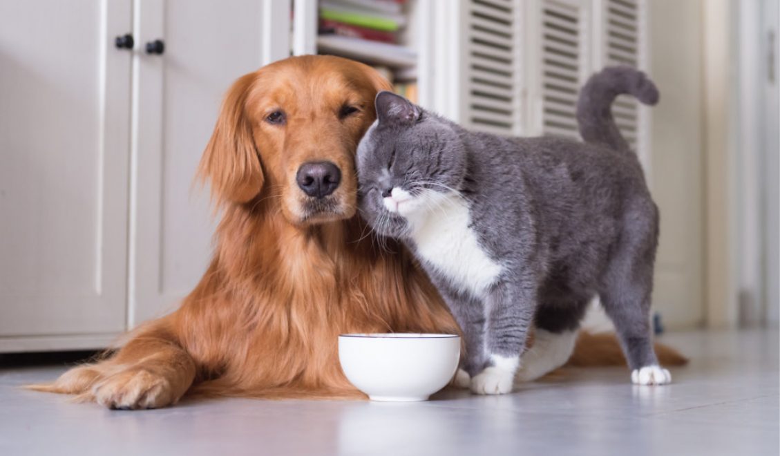 Pet Hair Removal